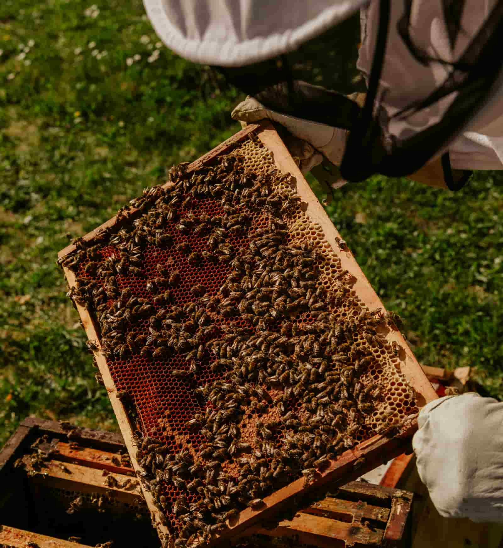 apiculteur-brun-de-miel