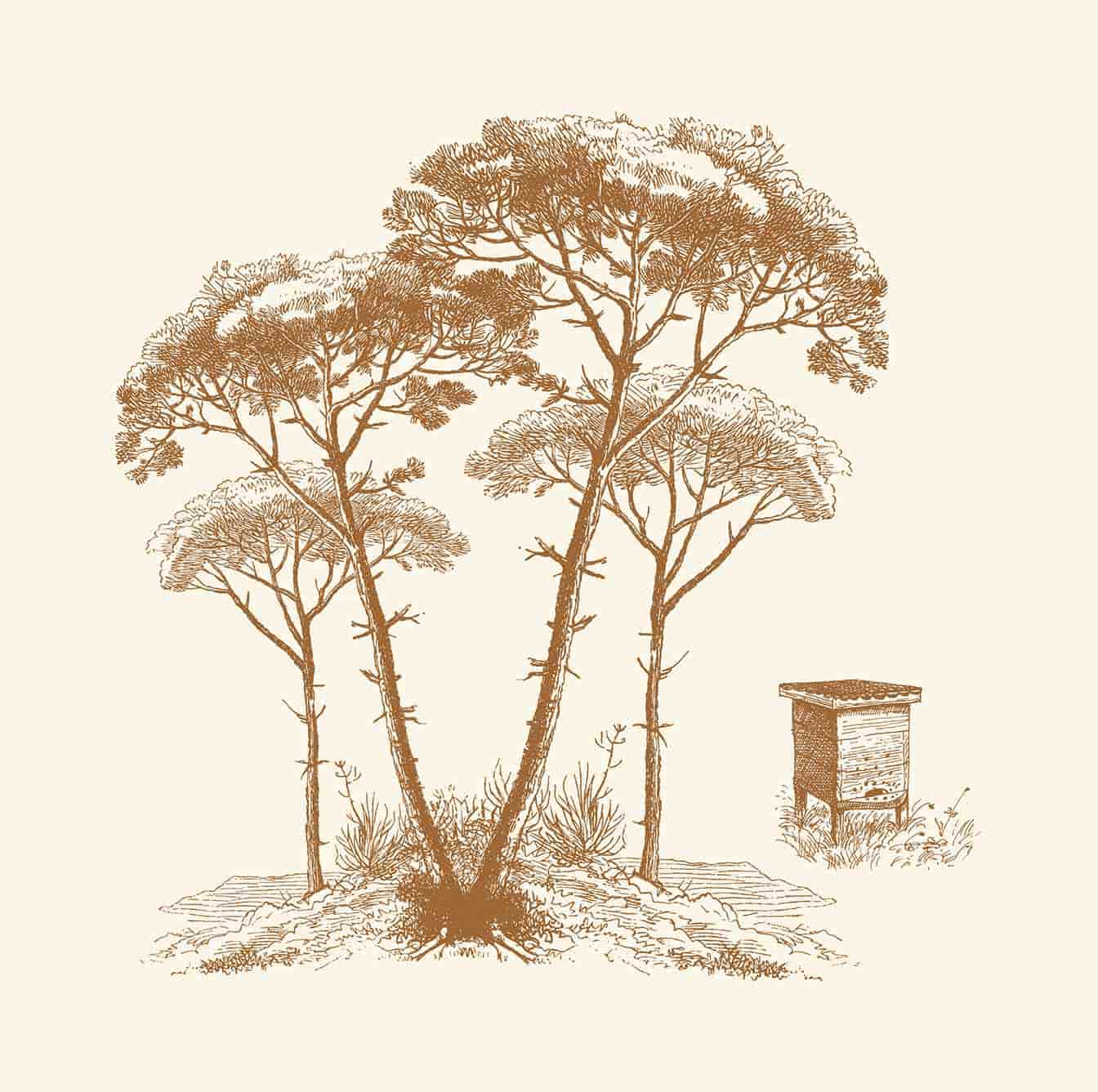 illustrations-ruche-pins-etiquettes-miel
